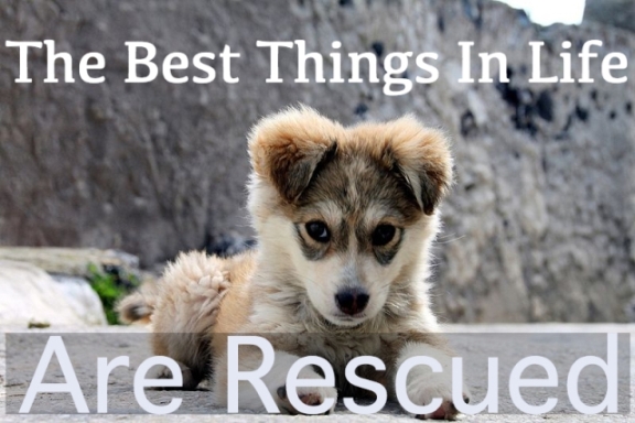 Perfect Paws Pet Rescue